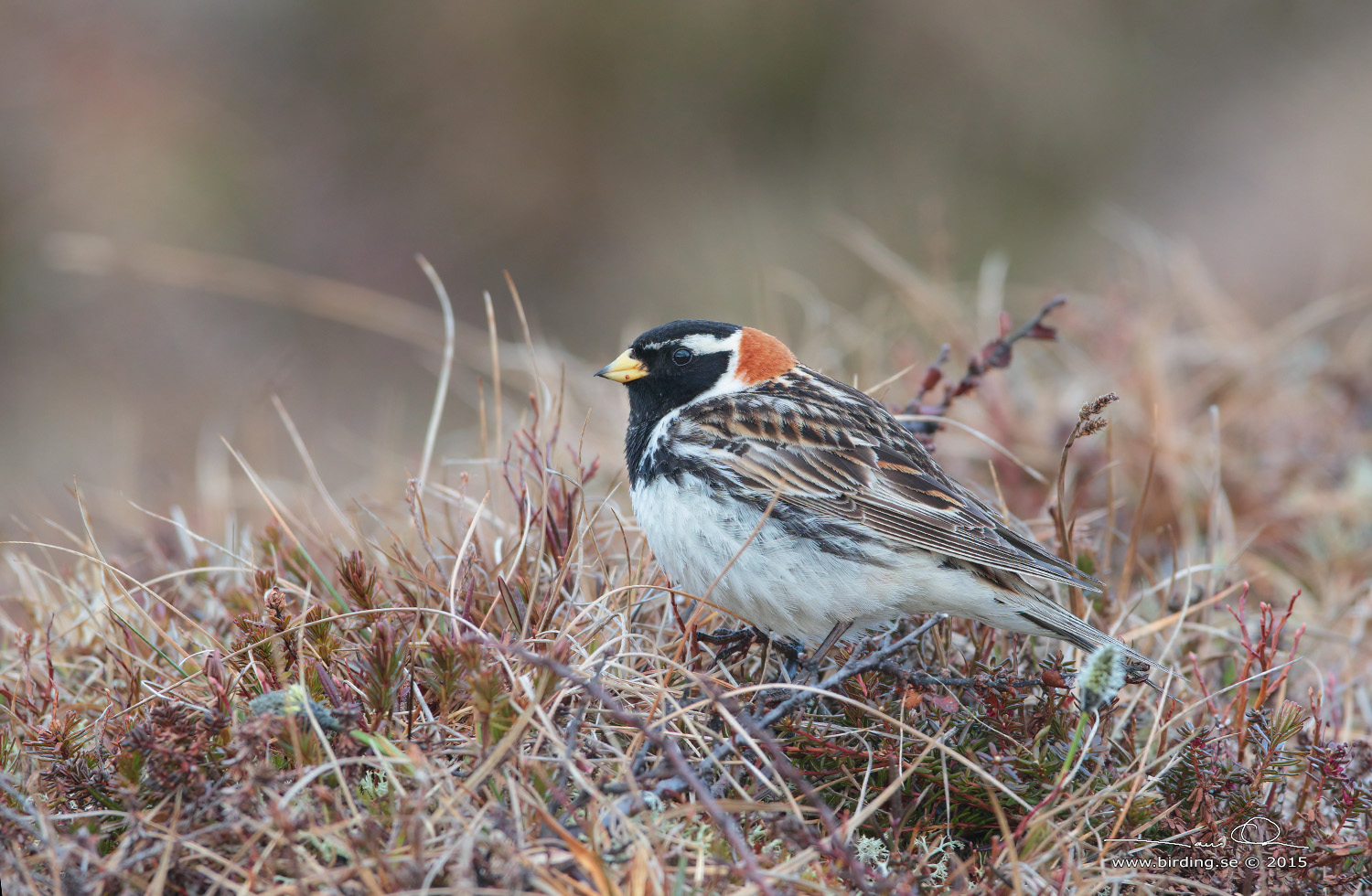 LAPPSPARV / LAPLAND LONGSPUR (Calcarius lapponicus) - Stng / Close