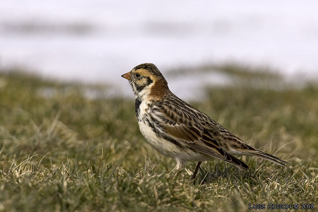 LAPPSPARV / LAPLAND LONGSPUR (Calcarius lapponicus) - stor bild / full size