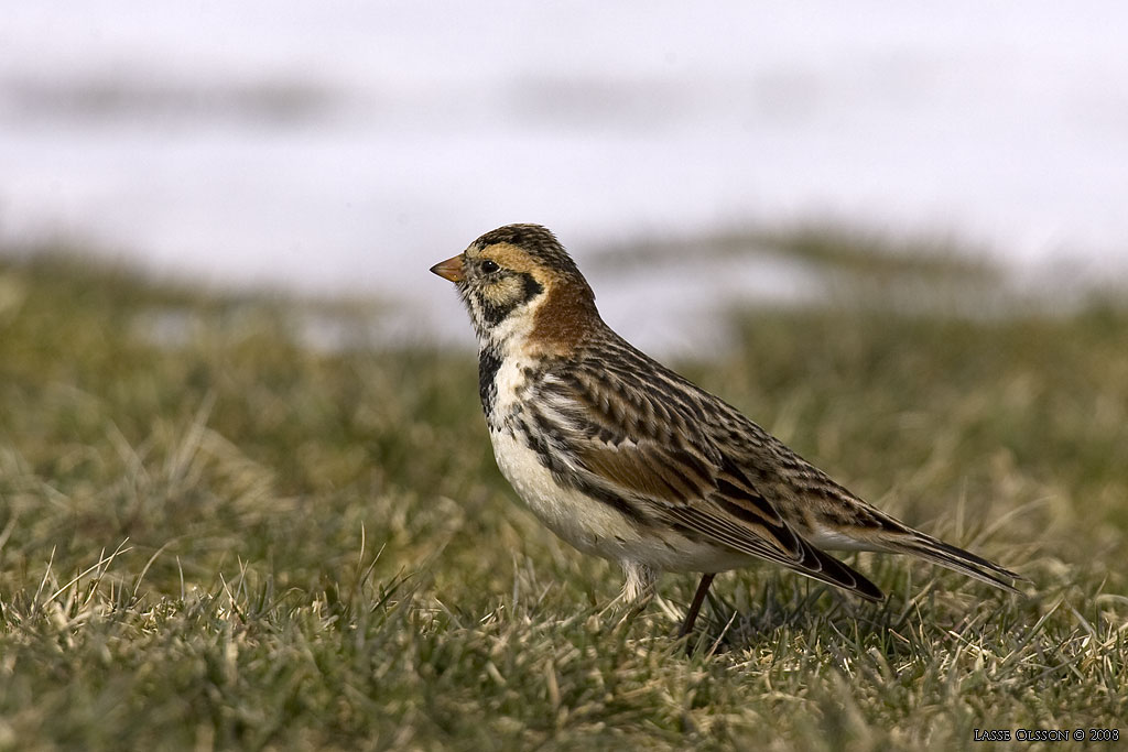 LAPPSPARV / LAPLAND LONGSPUR (Calcarius lapponicus) - Stng / Close