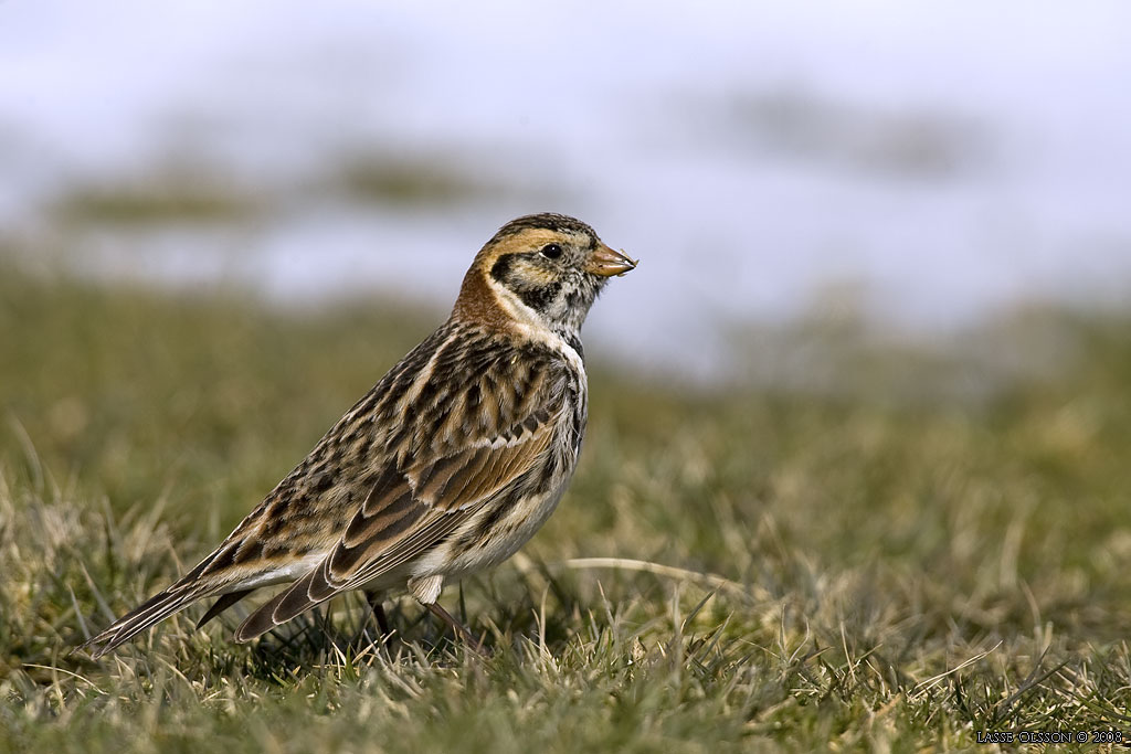 LAPPSPARV / LAPLAND LONGSPUR (Calcarius lapponicus) - Stng / Close