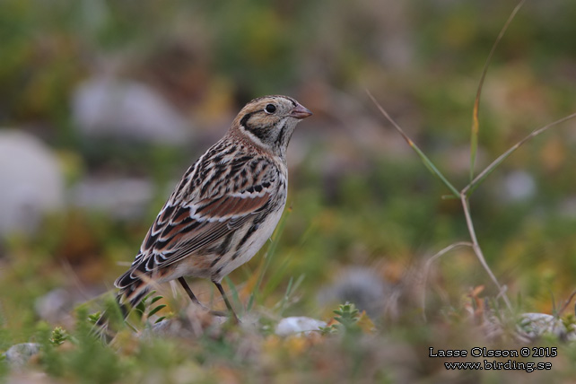 LAPPSPARV / LAPLAND LONGSPUR (Calcarius lapponicus) - stor bild / full size