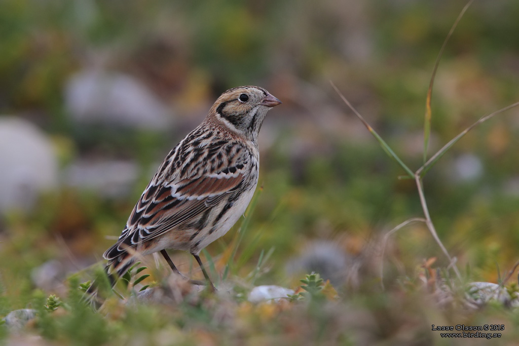 LAPPSPARV / LAPLAND LONGSPUR (Calcarius lapponicus) - Stng / Close