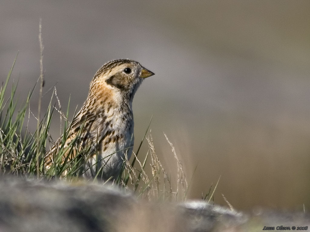 LAPPSPARV / LAPLAND LONGSPUR (Calcarius lapponicus) - Stng / Close