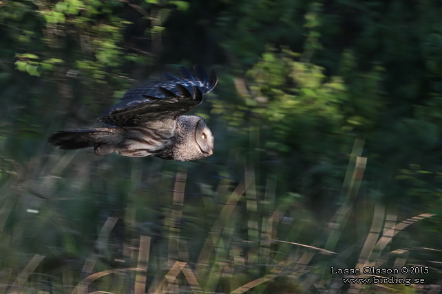 LAPPUGGLA / GREAT GREY OWL (Strix nebulosa) - stor bild / full size