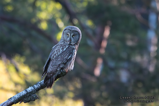 LAPPUGGLA / GREAT GREY OWL (Strix nebulosa) - stor bild / full size