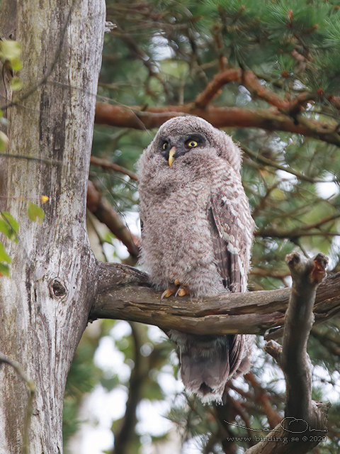 LAPPUGGLA / GREAT GREY OWL (Strix nebulosa) - stor bild / full size