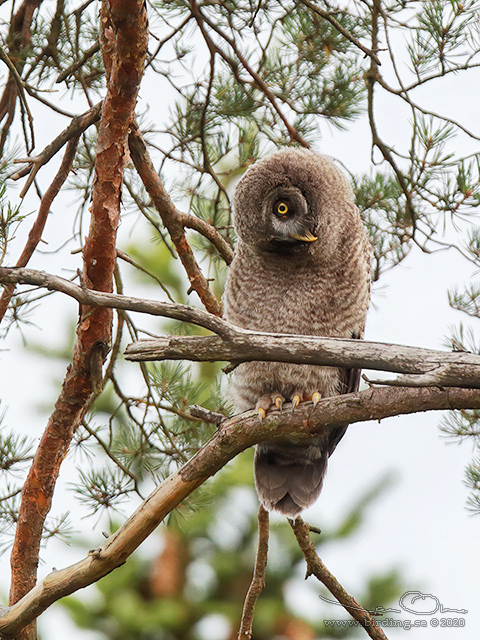 LAPPUGGLA / GREAT GREY OWL (Strix nebulosa) - stor bild / full size