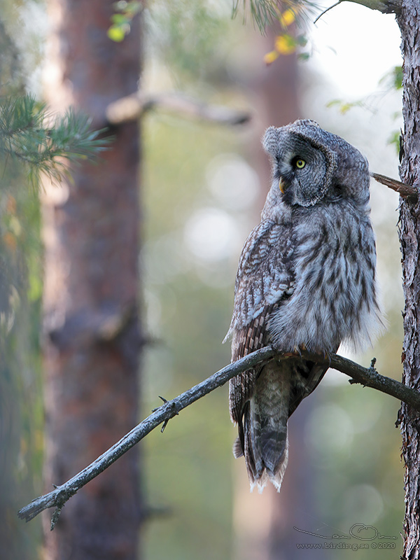 LAPPUGGLA / GREAT GREY OWL (Strix nebulosa) - Stng / Close