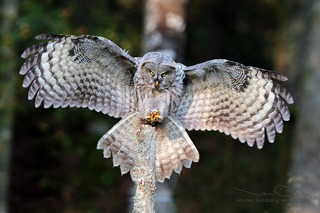 LAPPUGGLA / GREAT GREY OWL (Strix nebulosa) - stor bild / full size