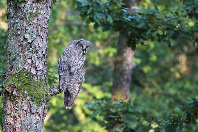 LAPPUGGLA / GREAT GREY OWL (Strix nebulosa) - stor bild / full size