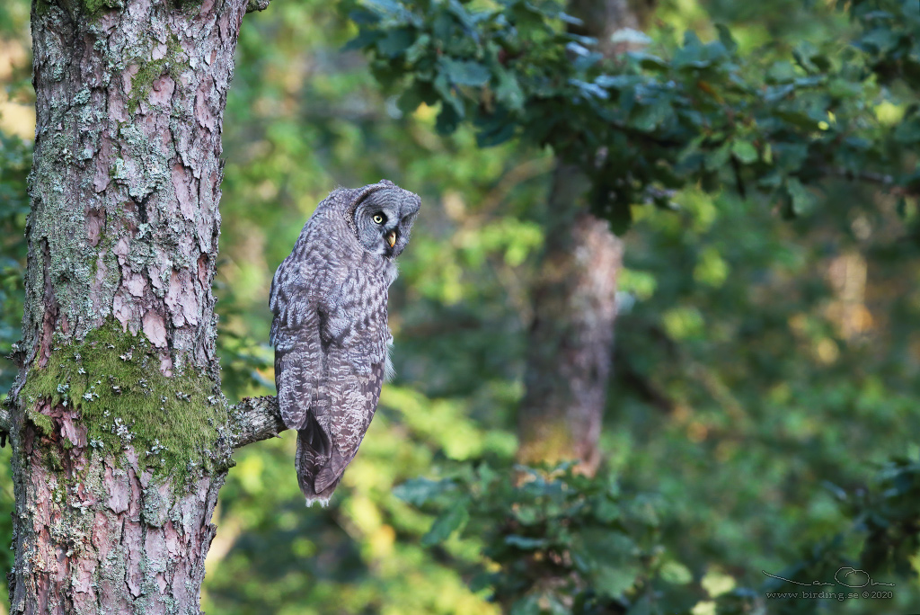 LAPPUGGLA / GREAT GREY OWL (Strix nebulosa) - Stng / Close