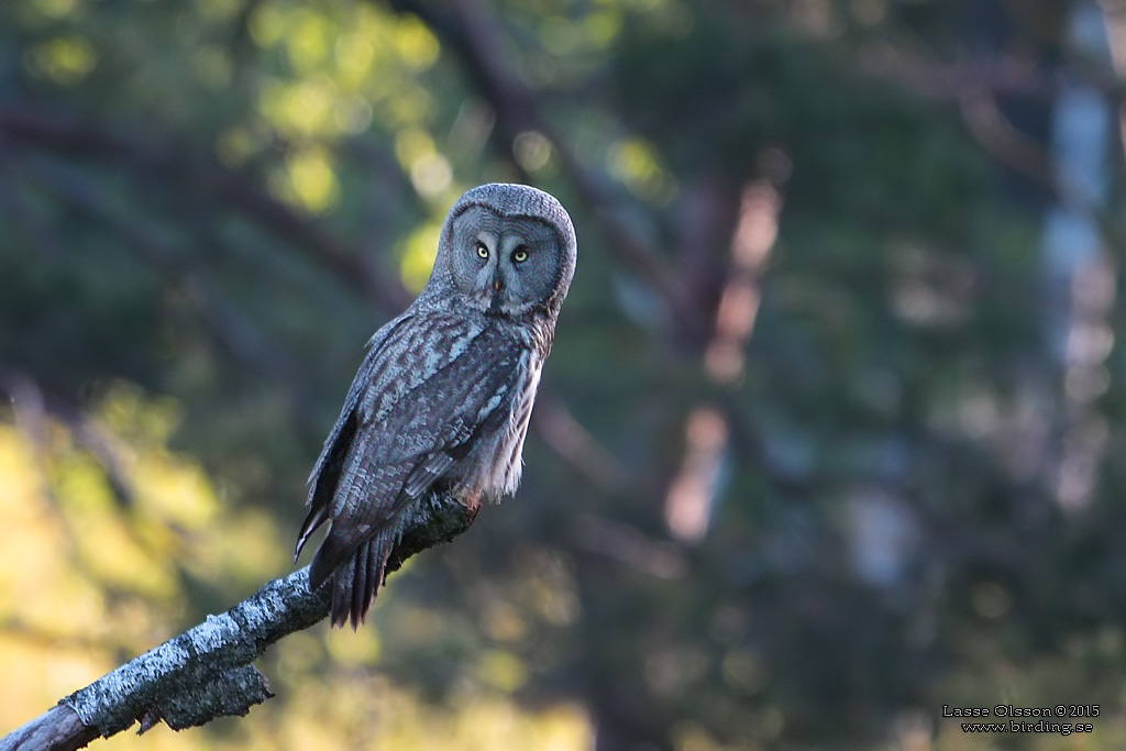 LAPPUGGLA / GREAT GREY OWL (Strix nebulosa) - Stng / Close