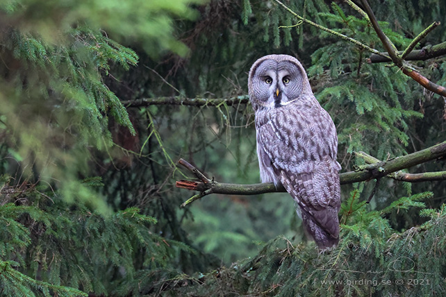 LAPPUGGLA / GREAT GREY OWL (Strix nebulosa) - stor bild / full size