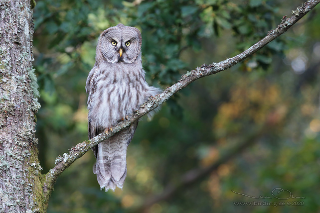 LAPPUGGLA / GREAT GREY OWL (Strix nebulosa) - stor bild / full size