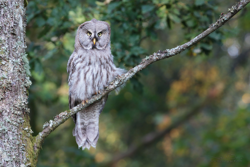 LAPPUGGLA / GREAT GREY OWL (Strix nebulosa) - Stng / Close