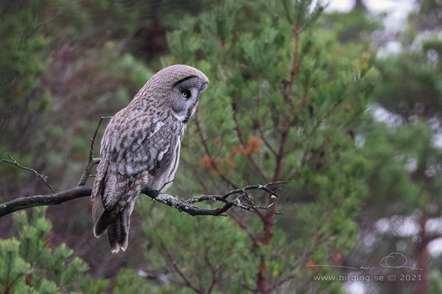 LAPPUGGLA / GREAT GREY OWL (Strix nebulosa) - stor bild / full size