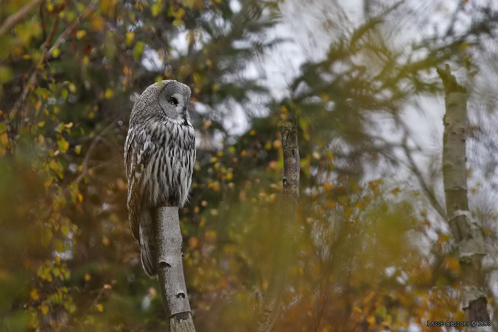 LAPPUGGLA / GREAT GREY OWL (Strix nebulosa) - Stng / Close