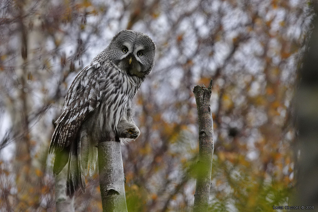 LAPPUGGLA / GREAT GREY OWL (Strix nebulosa) - Stng / Close