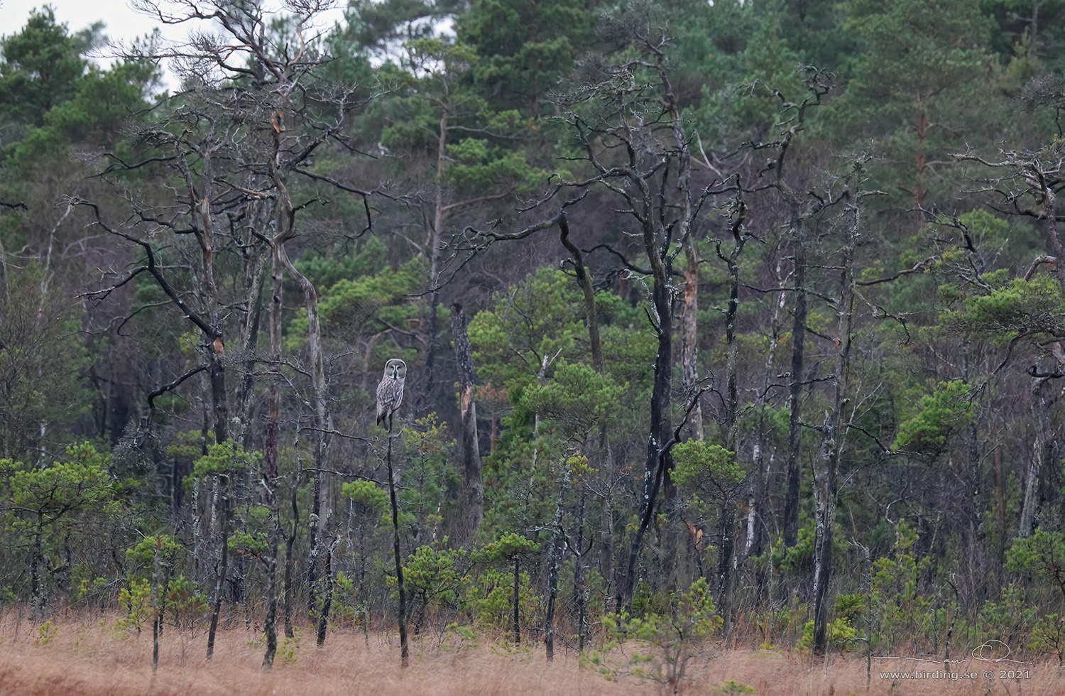 LAPPUGGLA / GREAT GREY OWL (Strix nebulosa) - Stng / Close