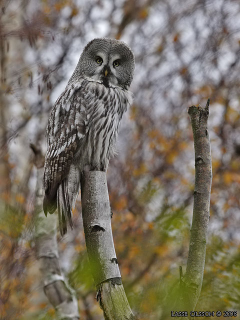 LAPPUGGLA / GREAT GREY OWL (Strix nebulosa) - stor bild / full size