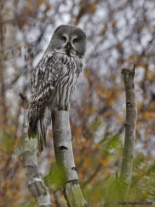 LAPPUGGLA / GREAT GREY OWL (Strix nebulosa) - Stng / Close