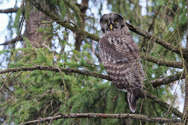 LAPPUGGLA / GREAT GREY OWL (Strix nebulosa) - stor bild / full size