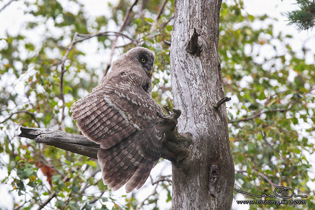 LAPPUGGLA / GREAT GREY OWL (Strix nebulosa) - stor bild / full size