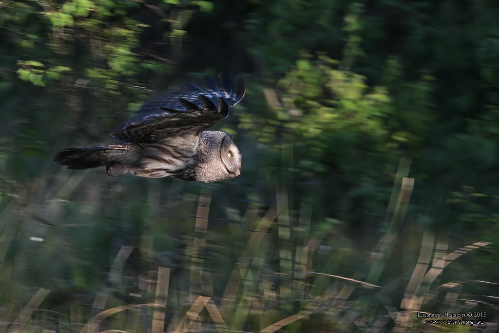 LAPPUGGLA / GREAT GREY OWL (Strix nebulosa) - Stng / Close