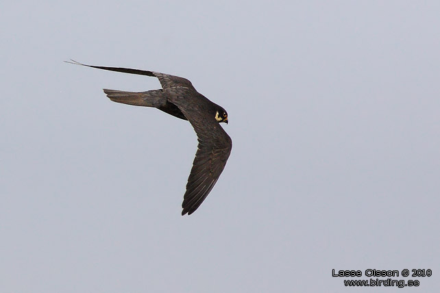 LRKFALK / EURASIAN HOBBY (Falco subbuteo) - STOR BILD / FULL SIZE