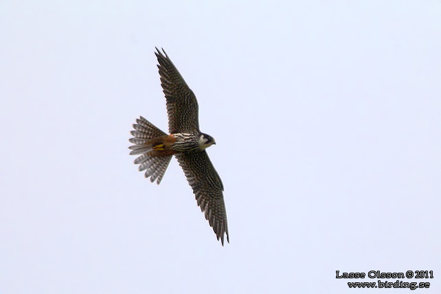 LÄRKFALK / EURASIAN HOBBY (Falco subbuteo)