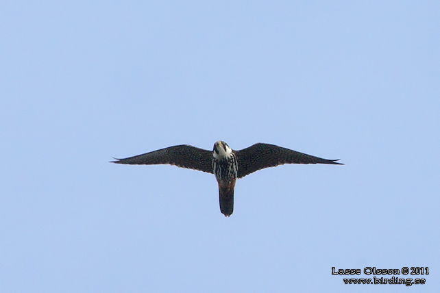 LÄRKFALK / EURASIAN HOBBY (Falco subbuteo) - STOR BILD / FULL SIZE