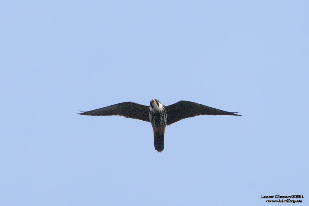 LRKFALK / EURASIAN HOBBY (Falco subbuteo) - Stng / Close