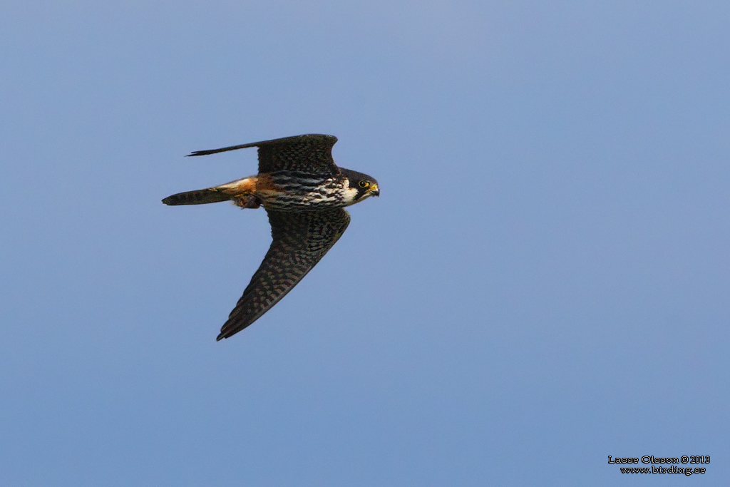 LRKFALK / EURASIAN HOBBY (Falco subbuteo) - Stng / Close