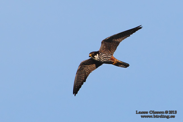 LÄRKFALK / EURASIAN HOBBY (Falco subbuteo) - STOR BILD / FULL SIZE