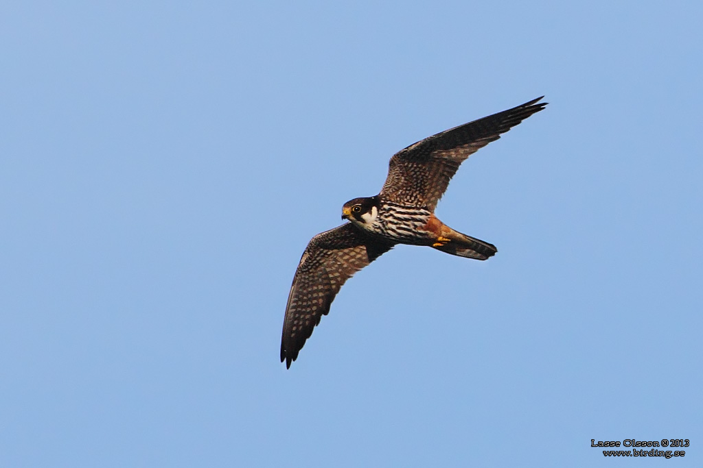 LRKFALK / EURASIAN HOBBY (Falco subbuteo) - Stng / Close