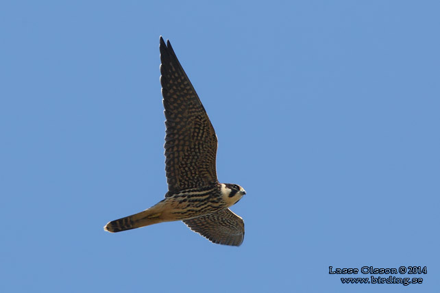 LÄRKFALK / EURASIAN HOBBY (Falco subbuteo) - STOR BILD / FULL SIZE