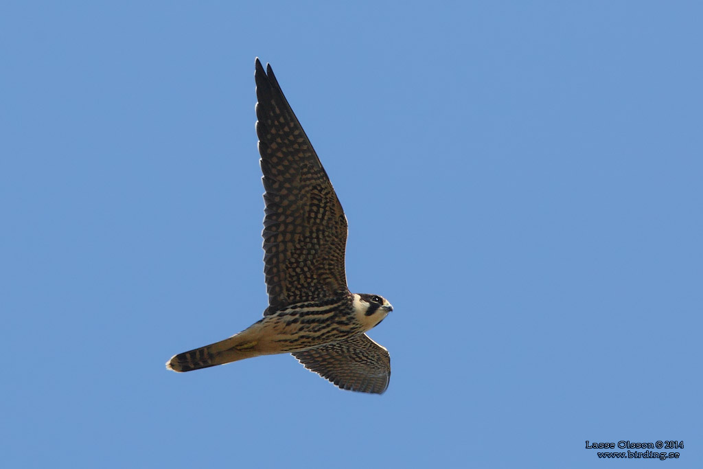 LRKFALK / EURASIAN HOBBY (Falco subbuteo) - Stng / Close