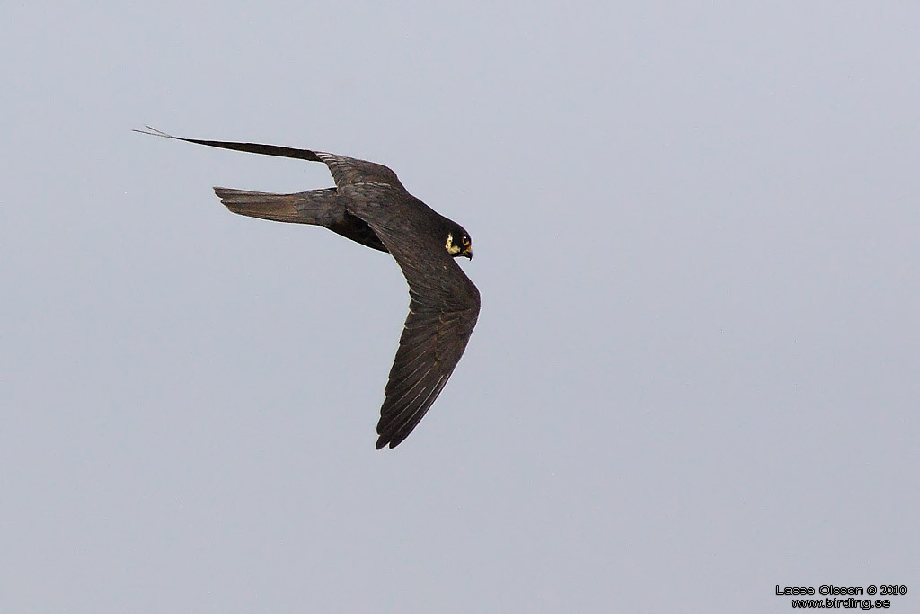 LRKFALK / EURASIAN HOBBY (Falco subbuteo) - Stng / Close