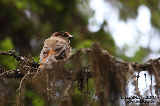 LAVSKRIKA / SIBERIAN JAY (Perisoreus infaustus) - STOR BILD / FULL SIZE