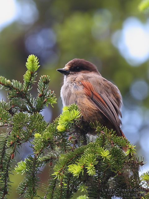 LAVSKRIKA / SIBERIAN JAY (Perisoreus infaustus) - STOR BILD / FULL SIZE