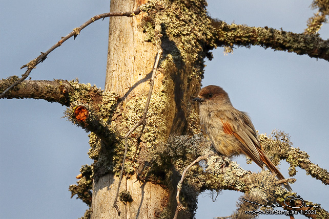 LAVSKRIKA / SIBERIAN JAY (Perisoreus infaustus) - STOR BILD / FULL SIZE