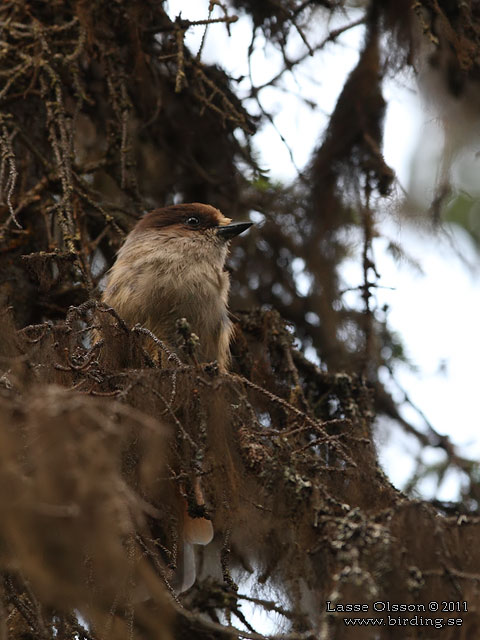 LAVSKRIKA / SIBERIAN JAY (Perisoreus infaustus) - STOR BILD / FULL SIZE