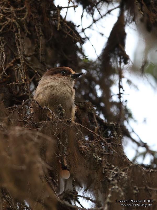 LAVSKRIKA / SIBERIAN JAY (Perisoreus infaustus) - Stäng / Close