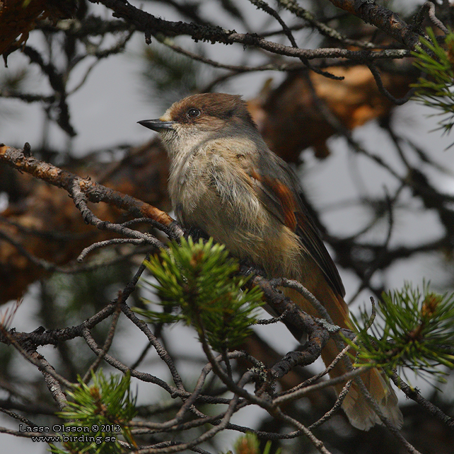 LAVSKRIKA / SIBERIAN JAY (Perisoreus infaustus) - STOR BILD / FULL SIZE