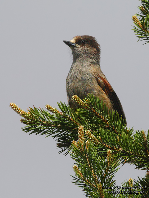 LAVSKRIKA / SIBERIAN JAY (Perisoreus infaustus) - STOR BILD / FULL SIZE