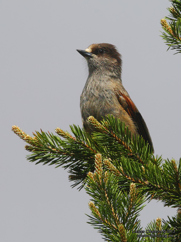 LAVSKRIKA / SIBERIAN JAY (Perisoreus infaustus) - Stäng / Close