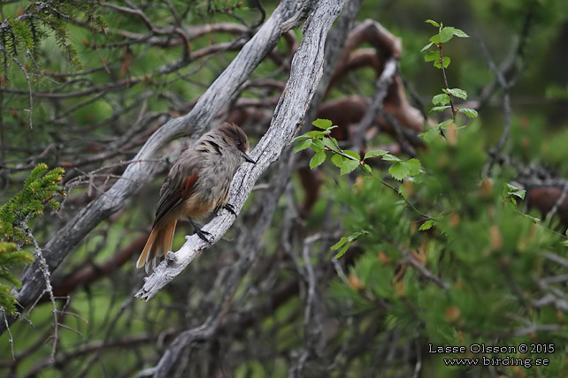 LAVSKRIKA / SIBERIAN JAY (Perisoreus infaustus) - STOR BILD / FULL SIZE