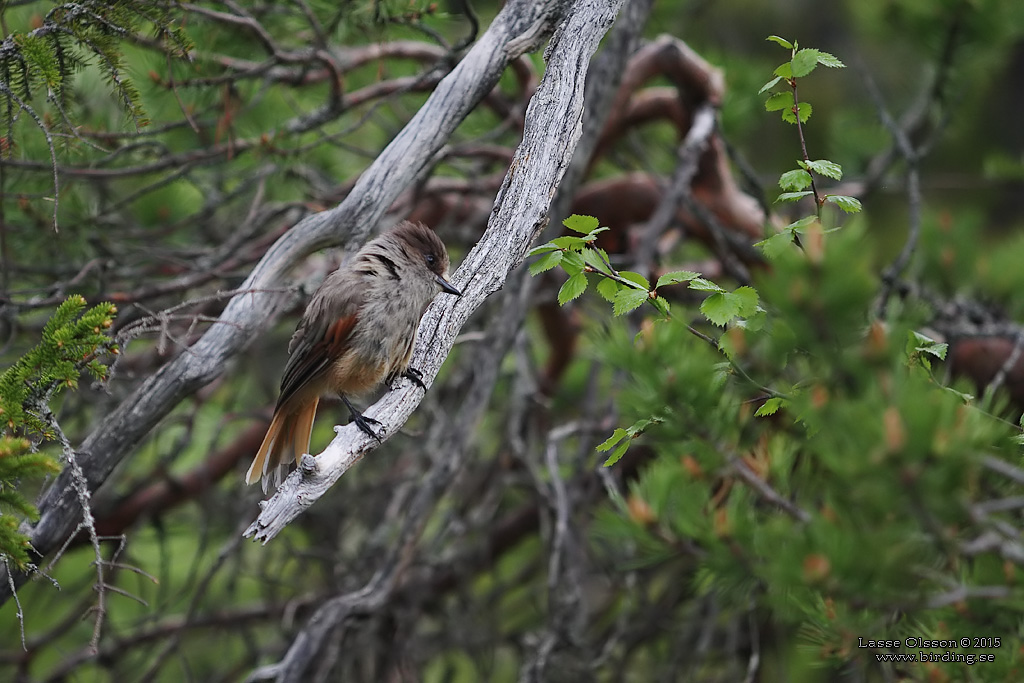 LAVSKRIKA / SIBERIAN JAY (Perisoreus infaustus) - Stäng / Close