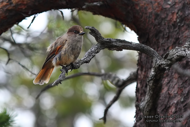 LAVSKRIKA / SIBERIAN JAY (Perisoreus infaustus) - STOR BILD / FULL SIZE