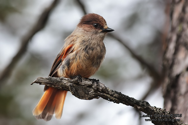 LAVSKRIKA / SIBERIAN JAY (Perisoreus infaustus) - STOR BILD / FULL SIZE